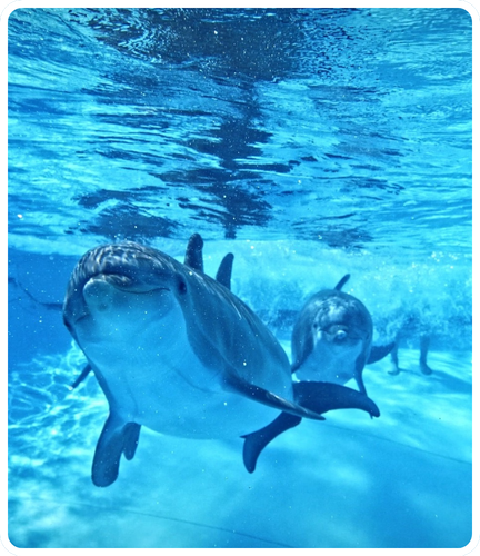Delfini