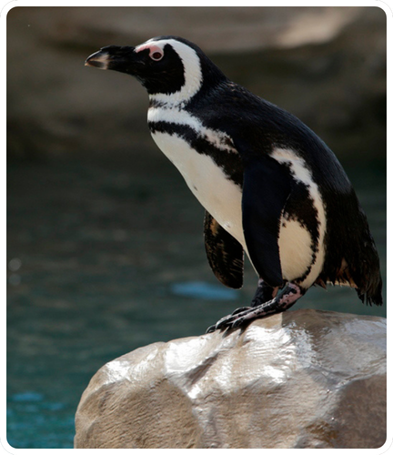 Pinguini